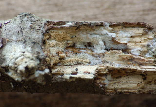 Antrodiella romellii